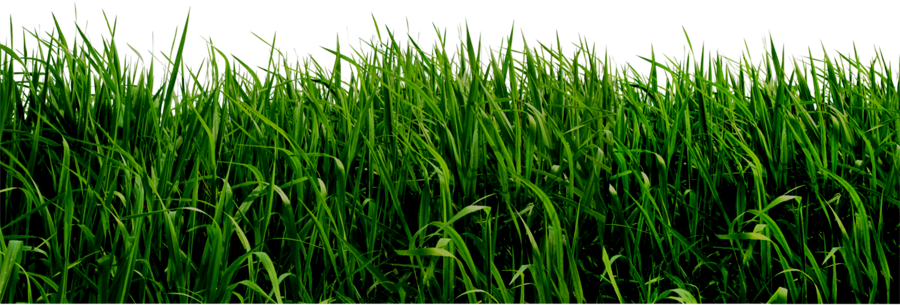 Grass