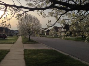 Photo of the trees